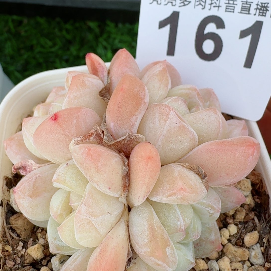 冰玉群生整装         多肉植物