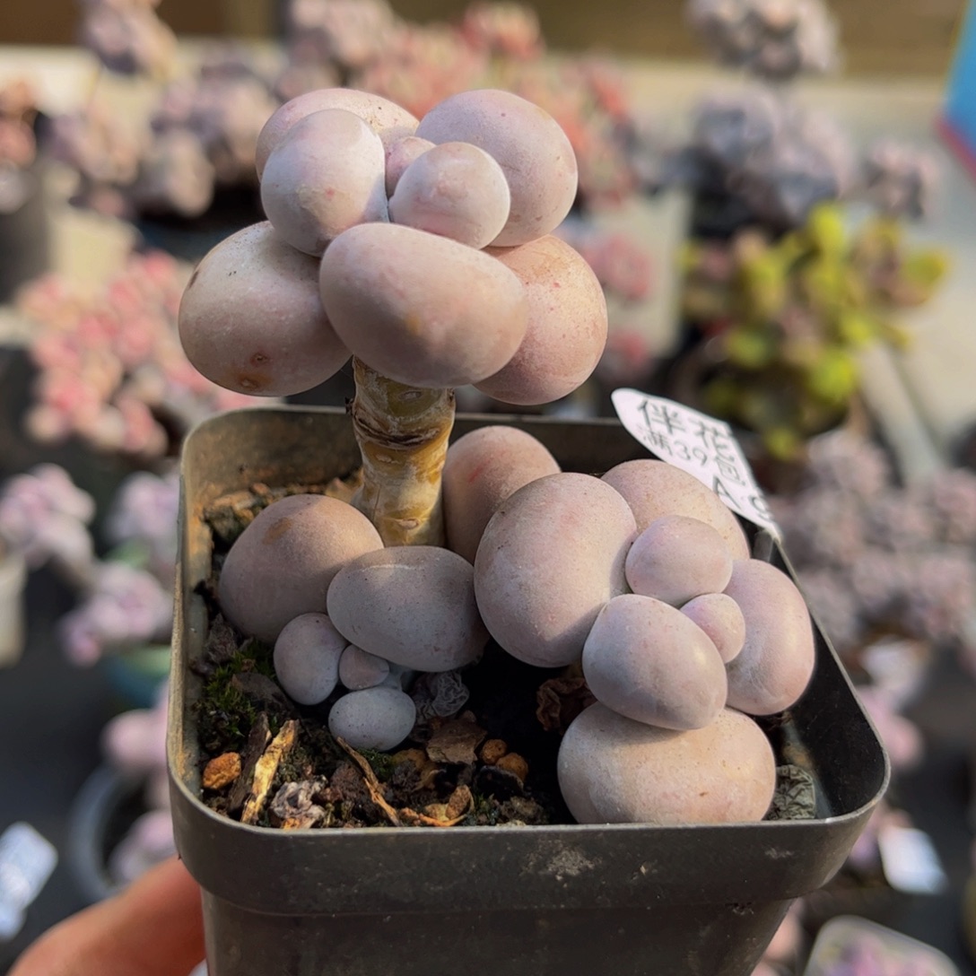 972/6cm芭比奶酪多肉植物