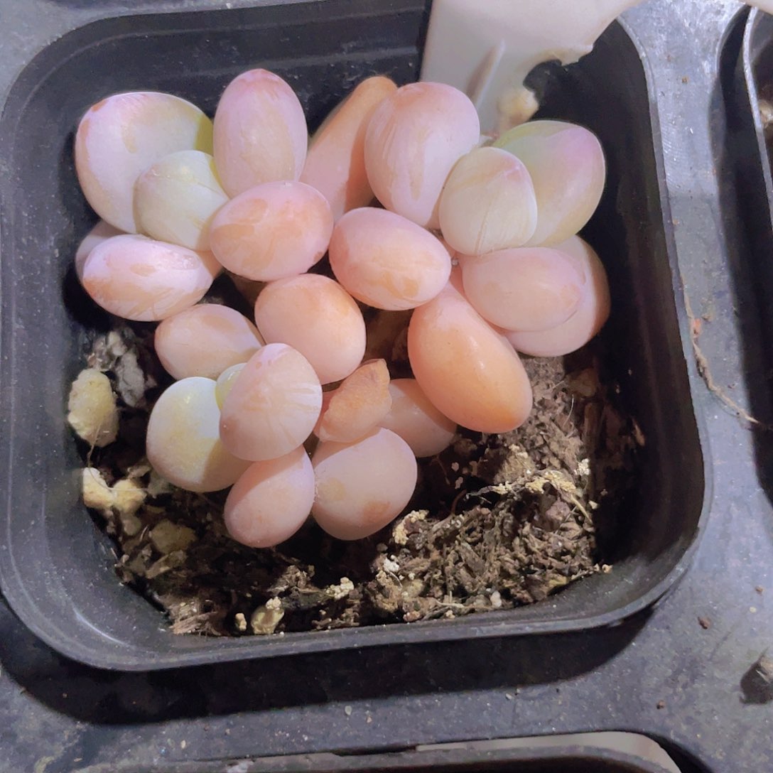 香水洛神w056一物一拍