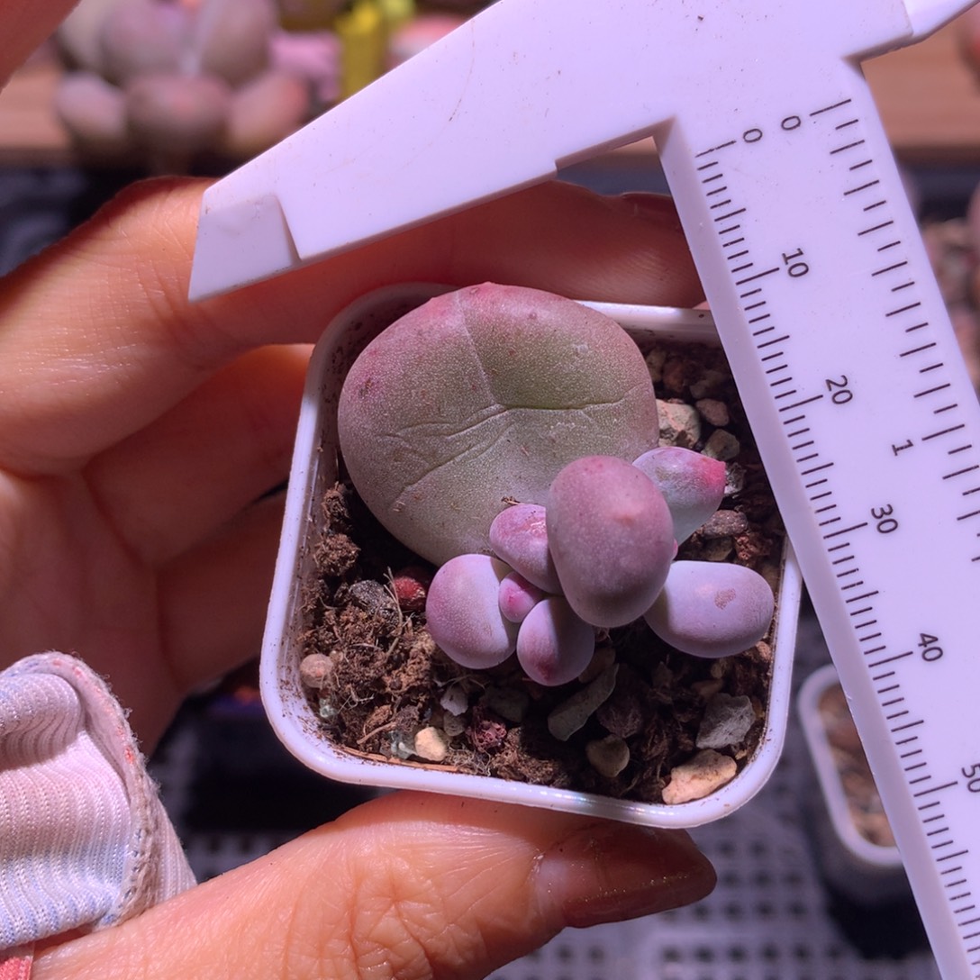 有锦基因红米可奶