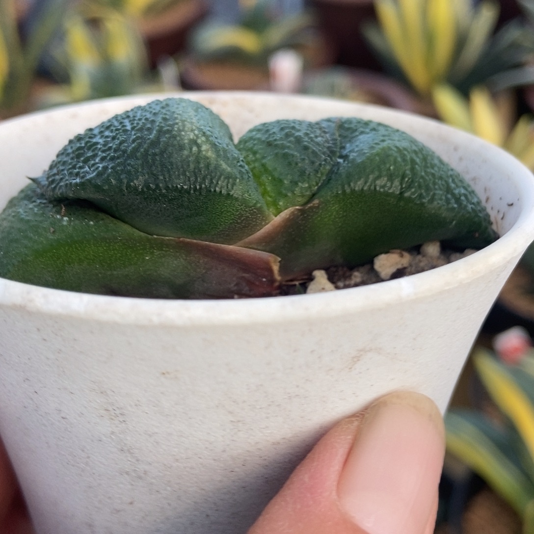 715卧牛实生带盆发货