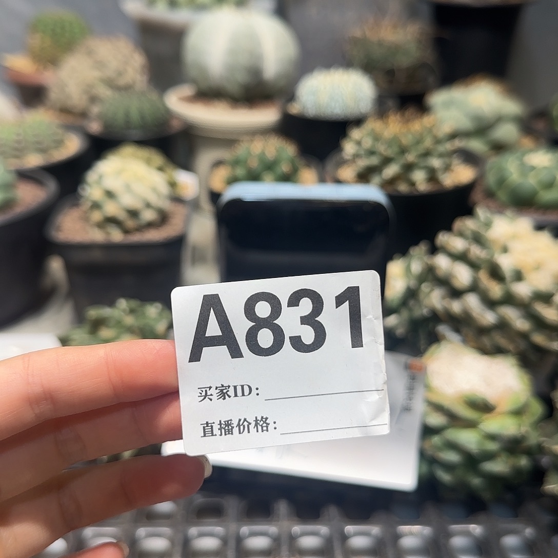 ****伐实生仙人球特价一颗