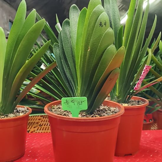 当前无花栽培后可以开花精品君子兰直播间拍