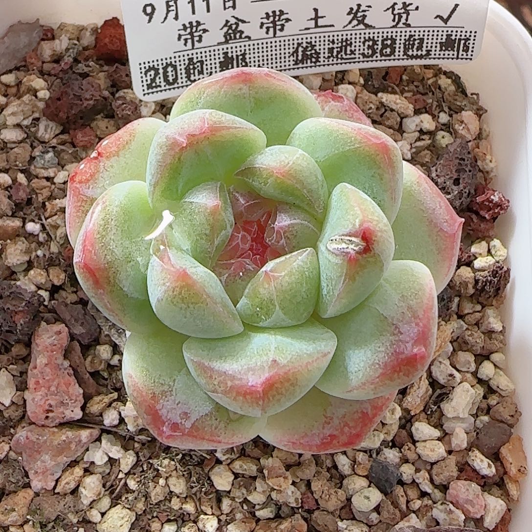 多肉0912-01糖心糖心