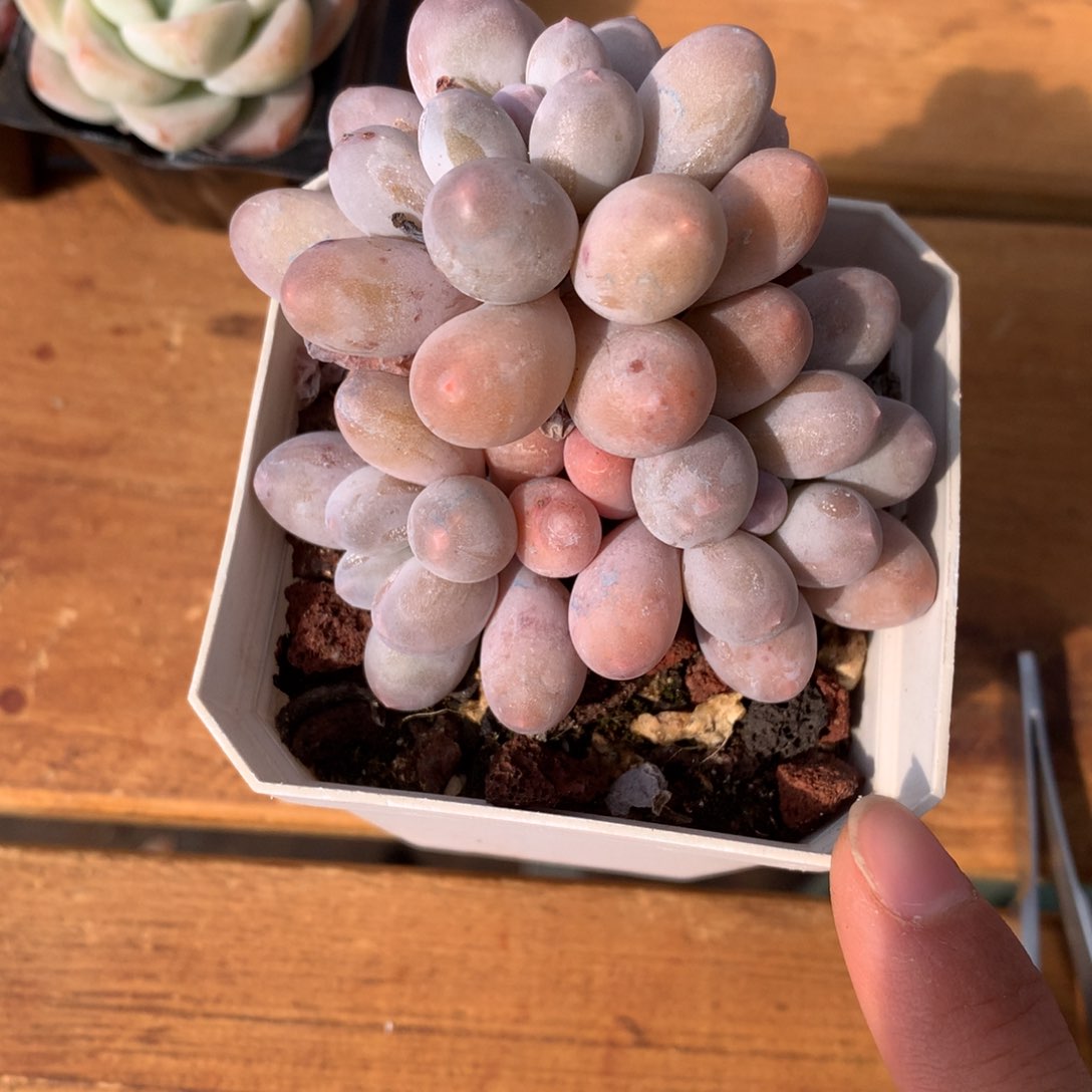 精品汤圆多肉一物一拍