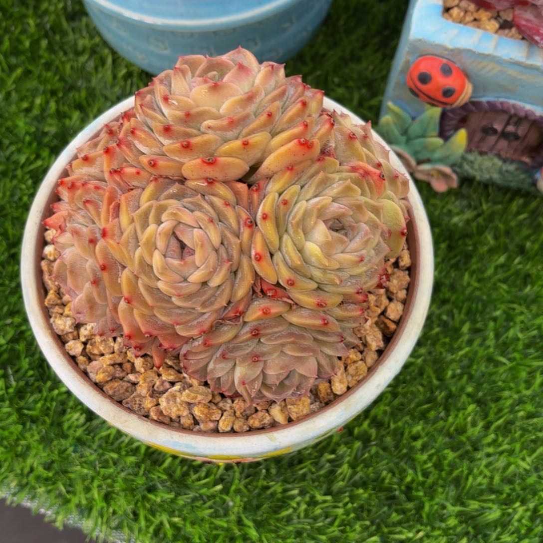 冰魄多头，多肉植物