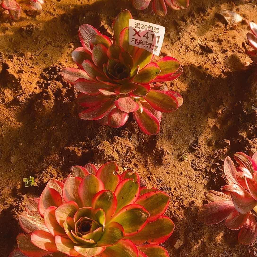 411魅金玫瑰锦多肉