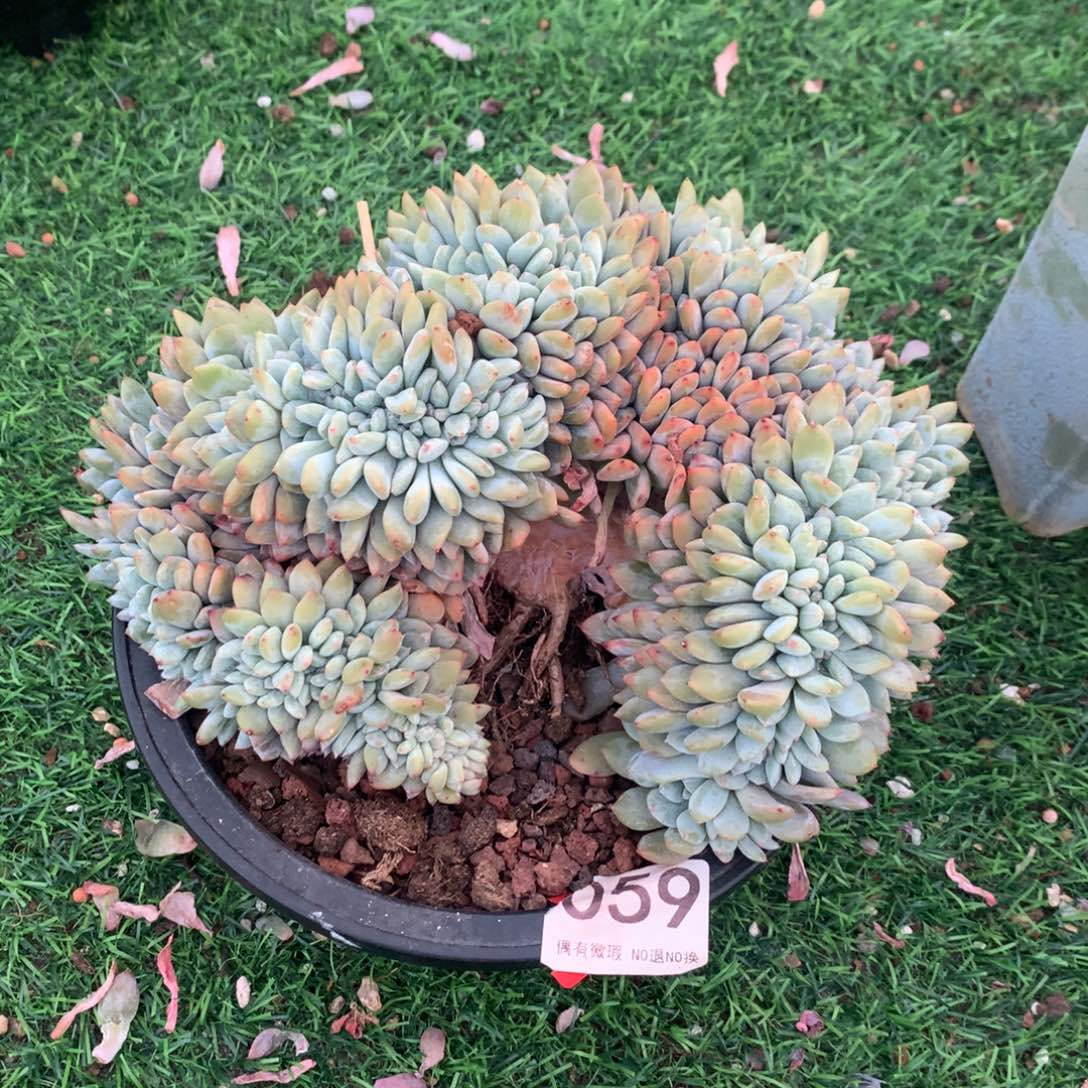 059橙子111111111114微瑕