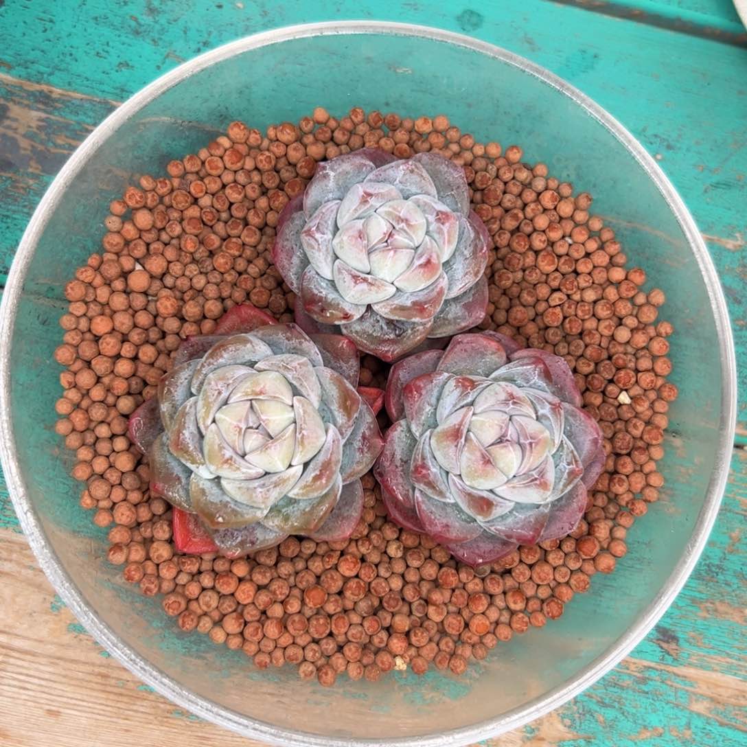 开播福利三颗冰玉