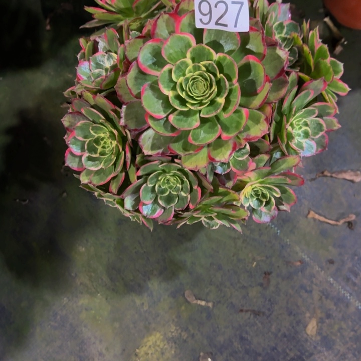 粉花妖92700000000