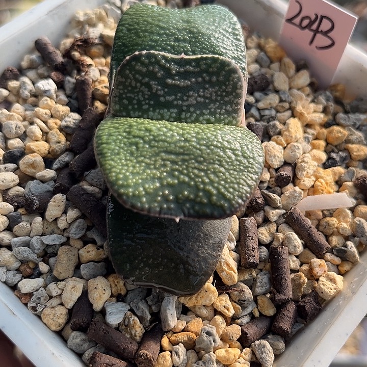 2043脱土发货11111111