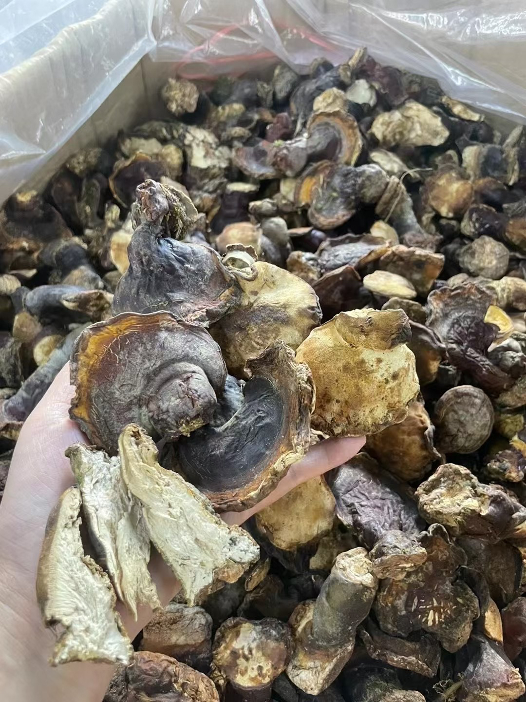 佟妈煌煌松衫林芝-鱼胶伴侣