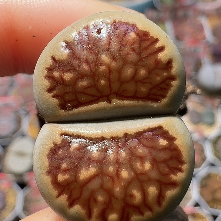 生石花221222。   2.5左右。 355