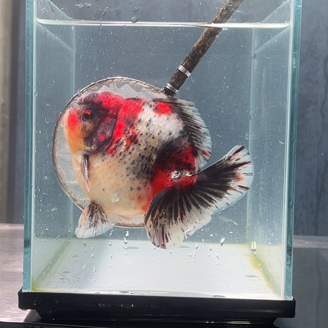 金鱼0268555544556669885