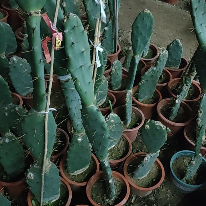 刘***祥黄大刺仙人掌三节一颗
