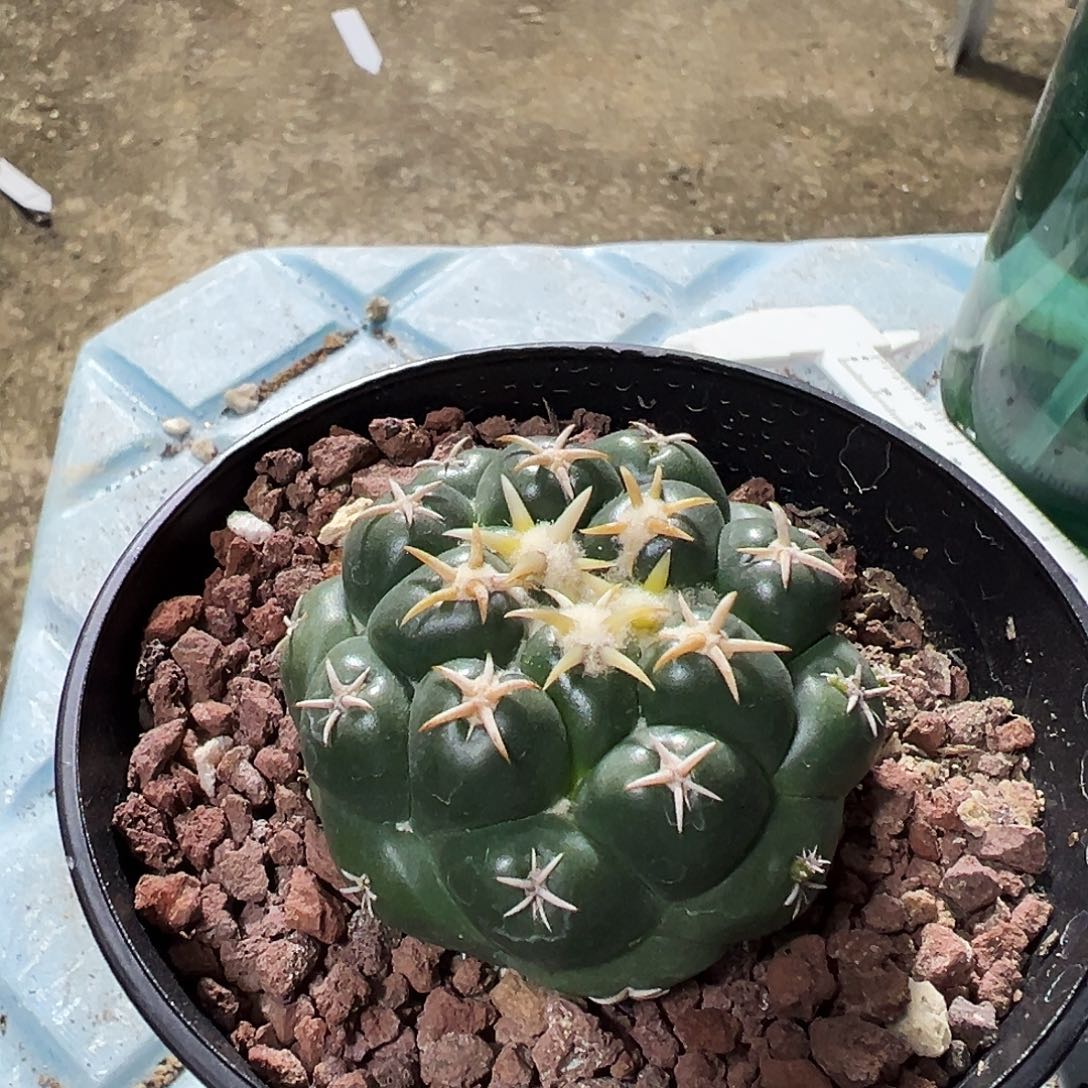 *****实生根袒斯象牙仙人球