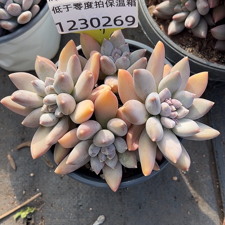 1230269 哥特杂群生无砍