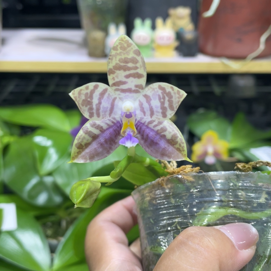 完全开放08开花株