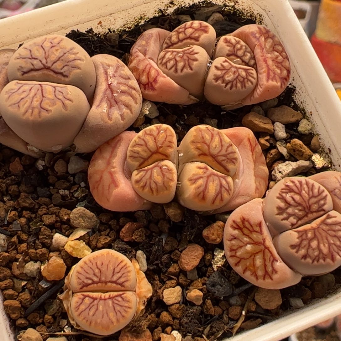 075多肉植物百科