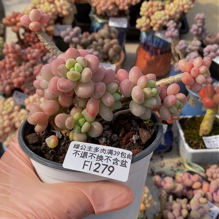 鱼子酱老桩有砍279多肉植物