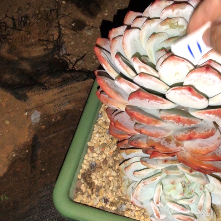 刘*6118//////////////////