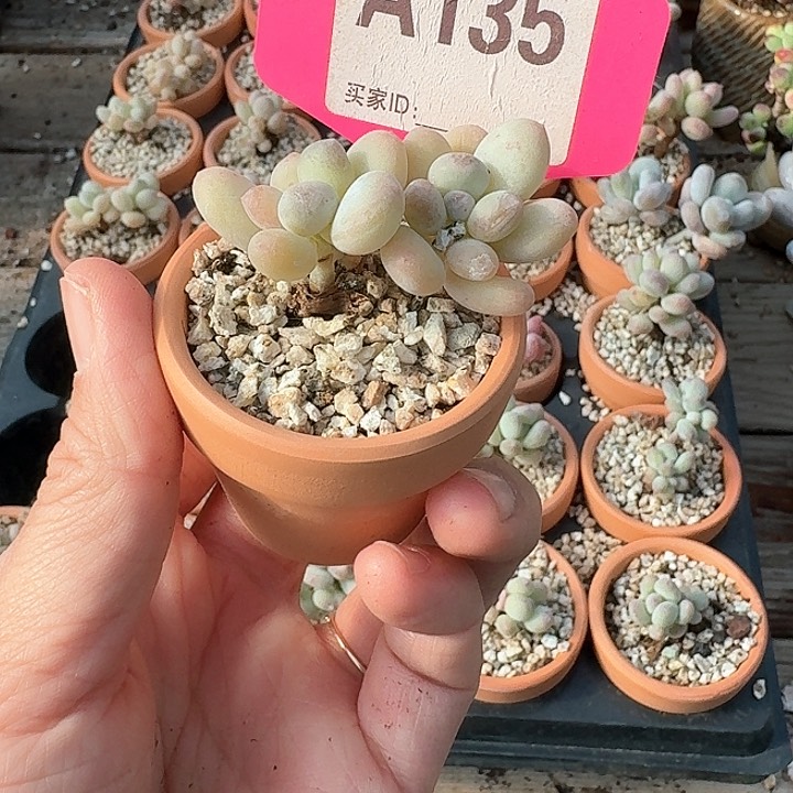 福***?x g g d g jo 135