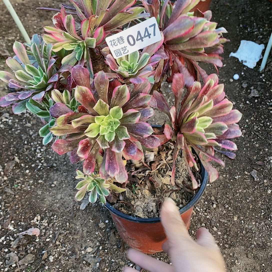 447号20包邮不包断枝