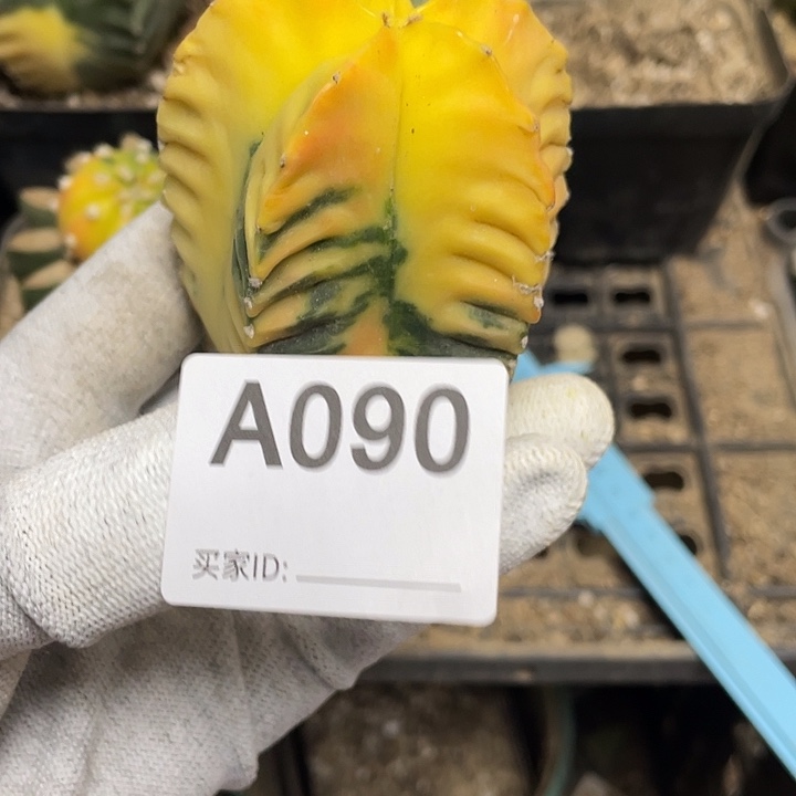 仙人球吴庚90号鸾凤御景一颗