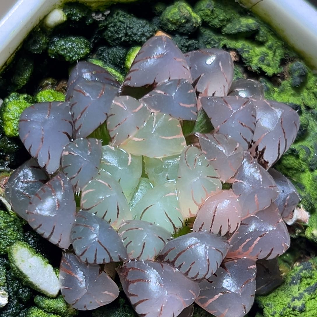 恭喜发财大吉大利0474