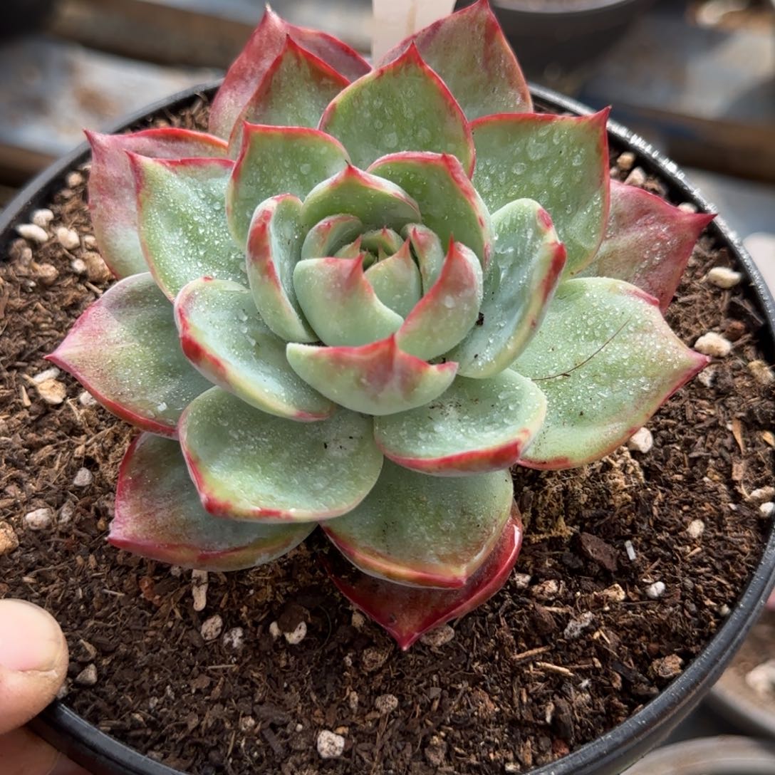 惊鸿一物一拍包装收缩花旱612