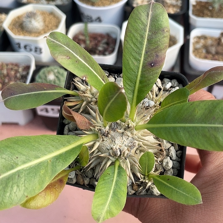 078大惠比大黑多头
