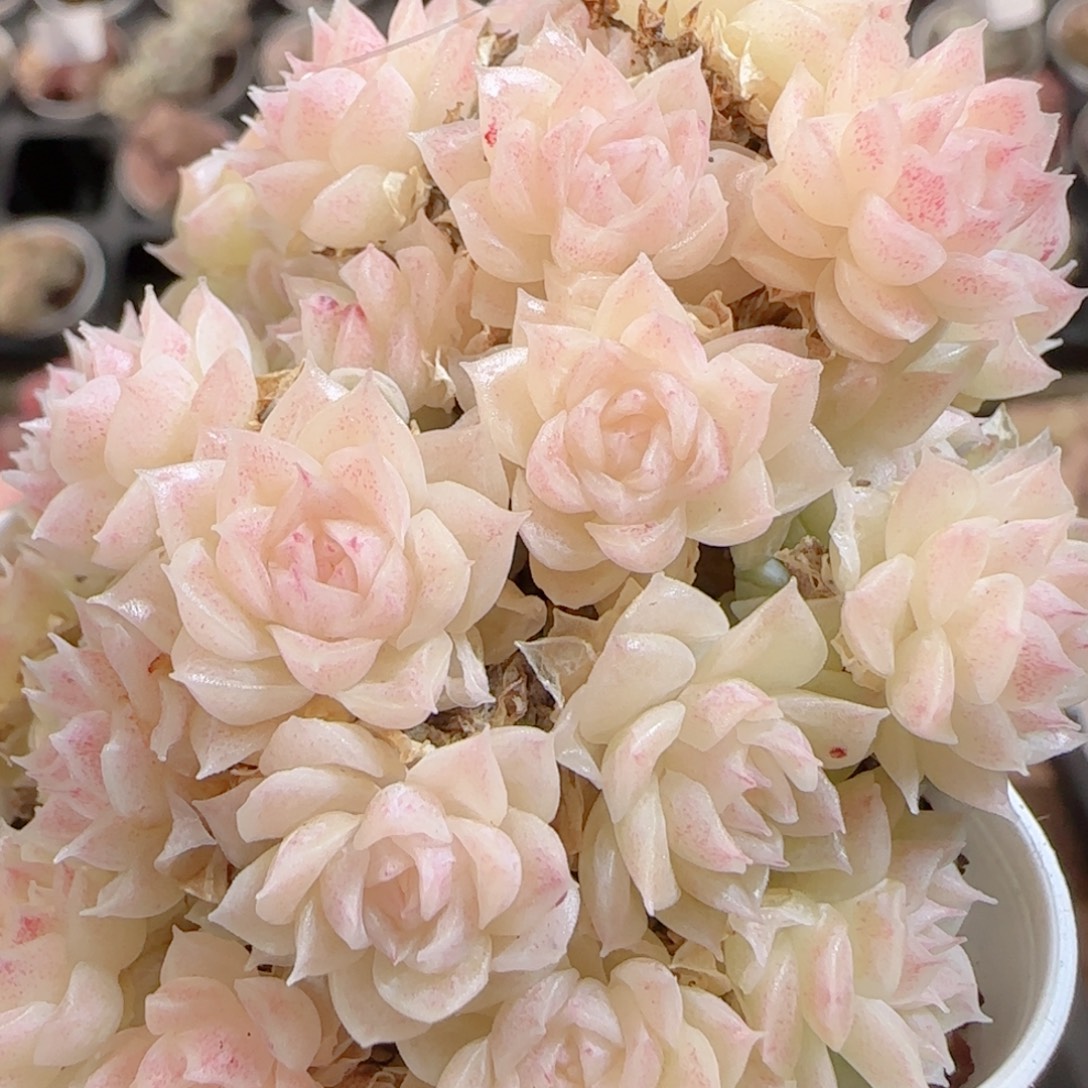 花语多肉0102-143散