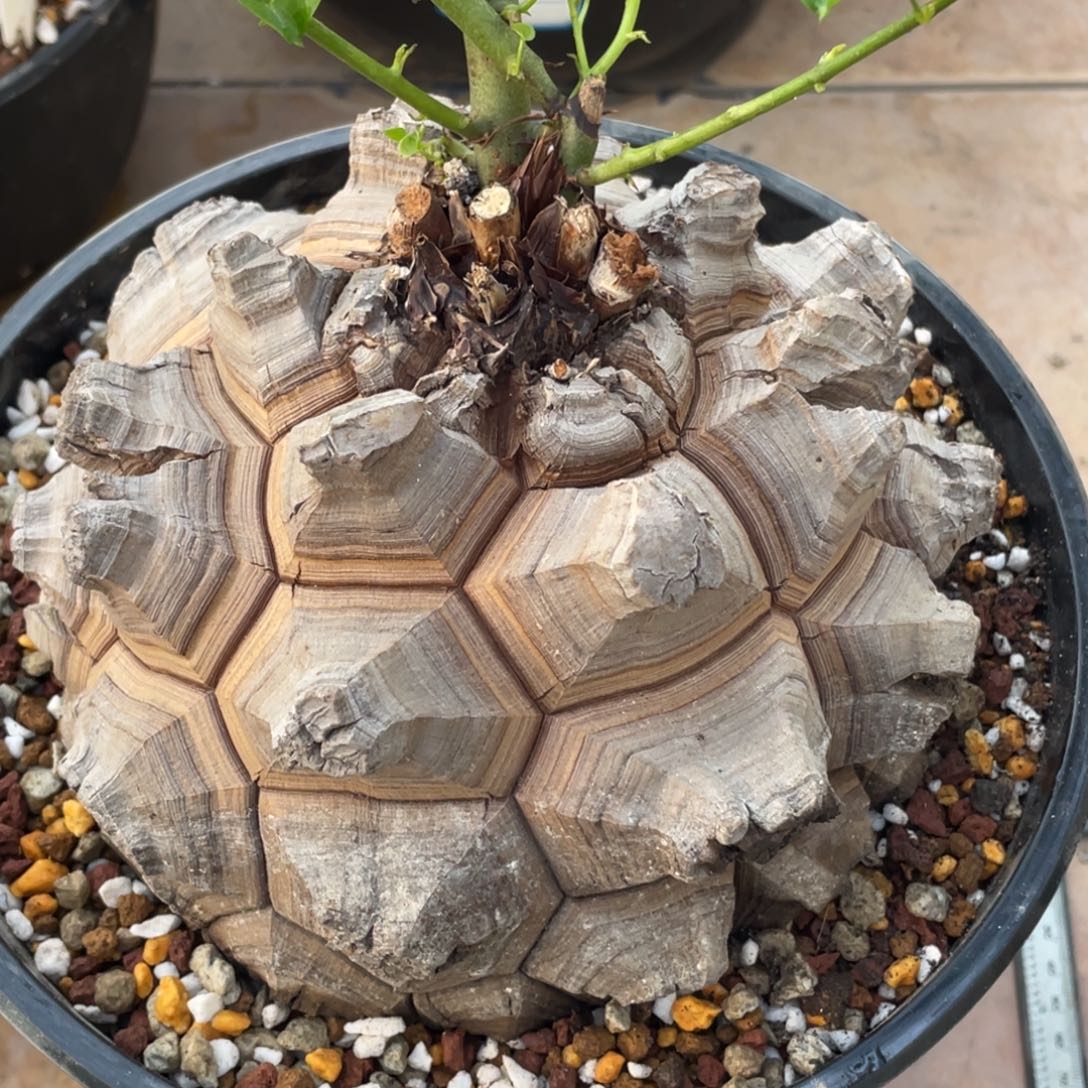 定养，剑甲，龟甲龙16.2公分，一物一拍