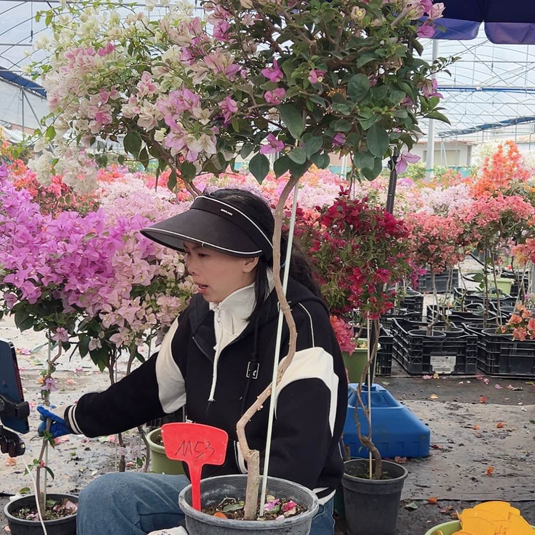 一***এ大部分花苞少量开放M53雪紫