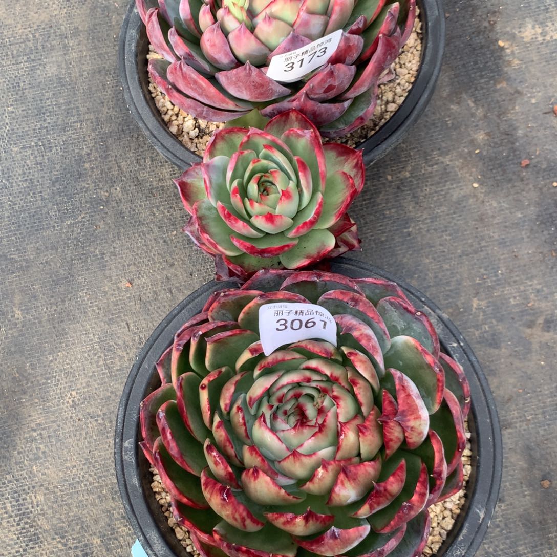 ꧁***꧂3061.3173一物一拍2颗15厘米