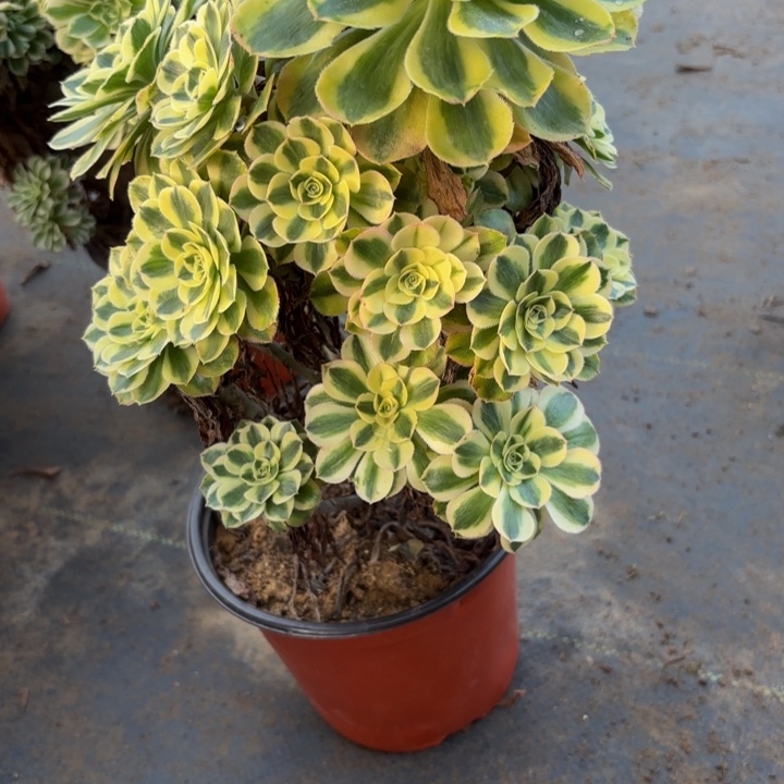 瑞妈，。。。。。。184保时捷，有断，