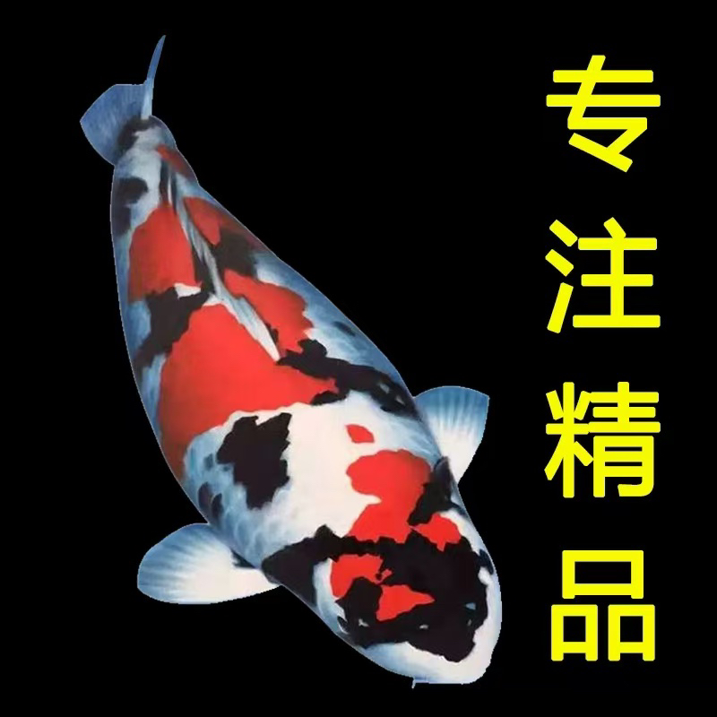观赏鱼锦鲤包邮包损
