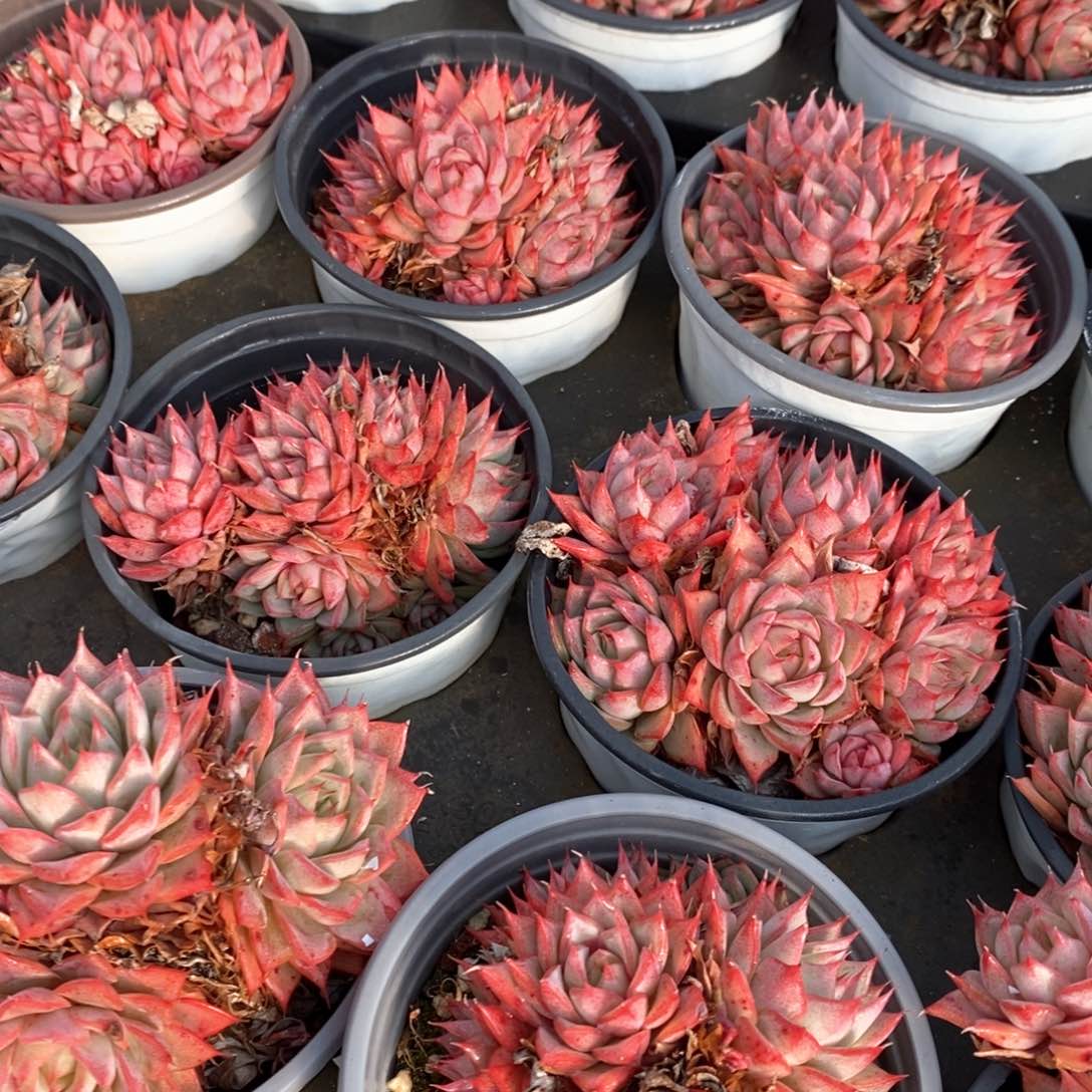 48林杰安娜 小群生 福利多多