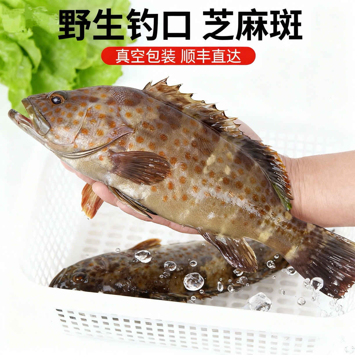 深海海鲜新鲜芝麻斑可红烧清蒸的海鱼石斑鱼鲜活老虎斑