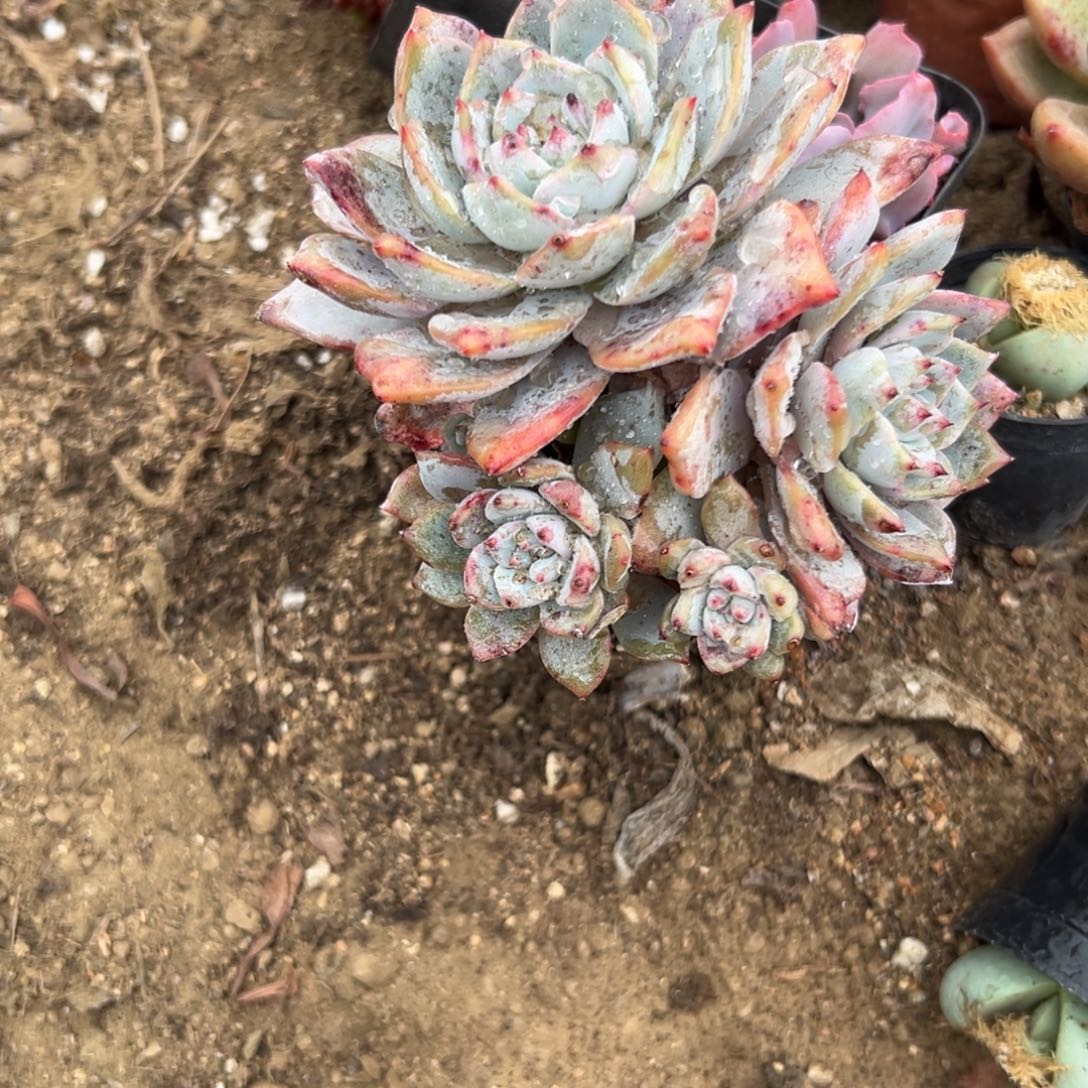 守*多肉植物多肉植物