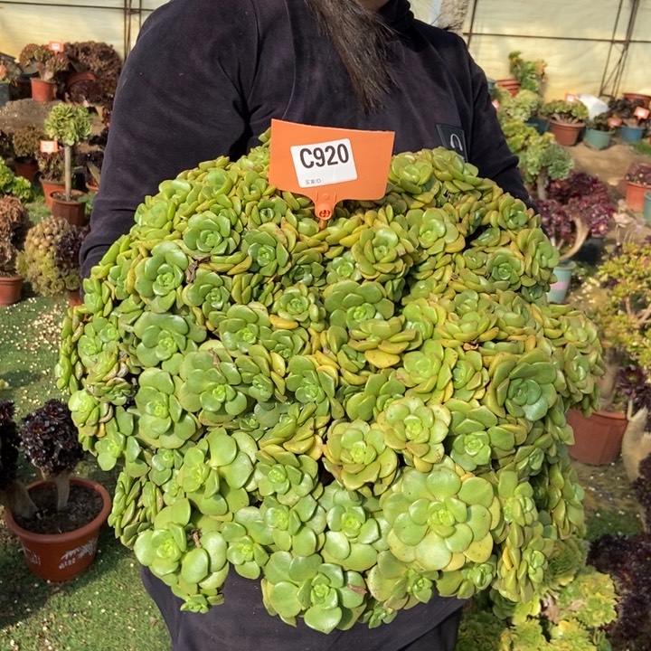 920百合丽丽老桩