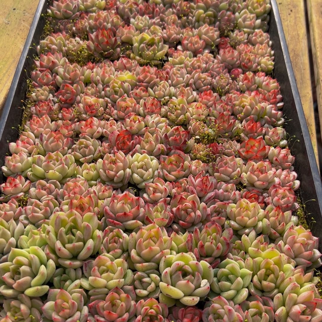 084大热的小伙伴都在用这个