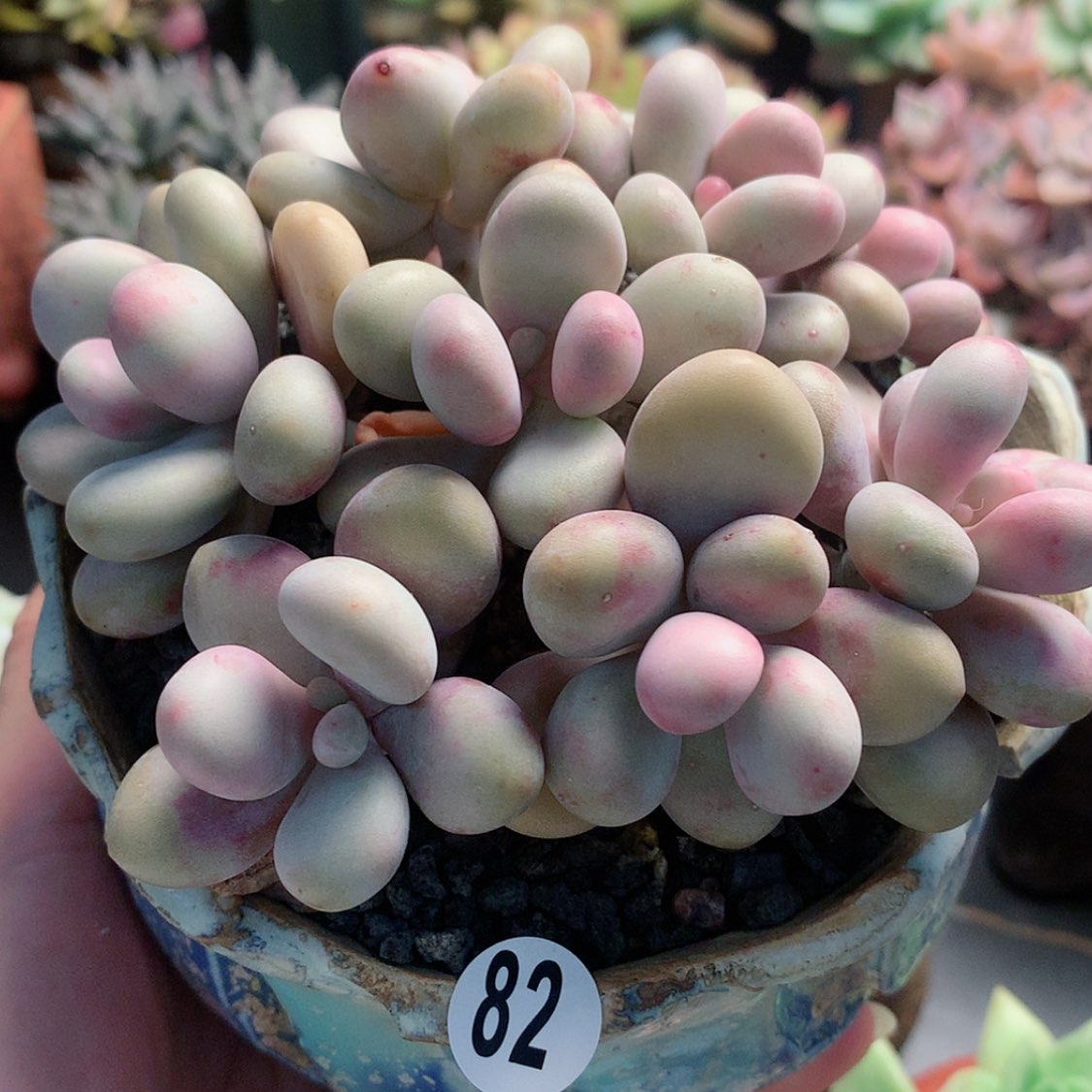 【闪购商品】我为四季带盆