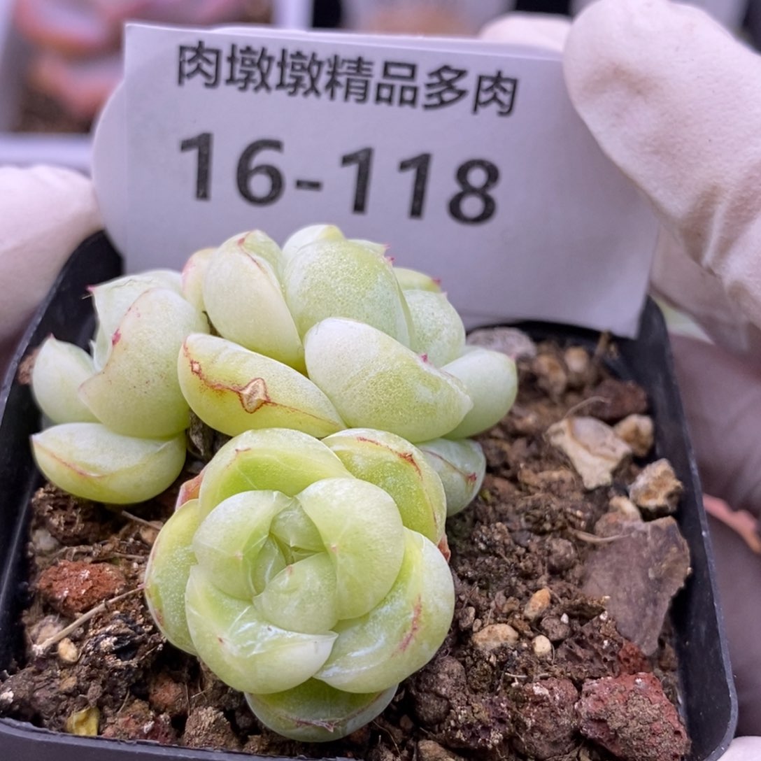 【闪购商品】16-118胖虎