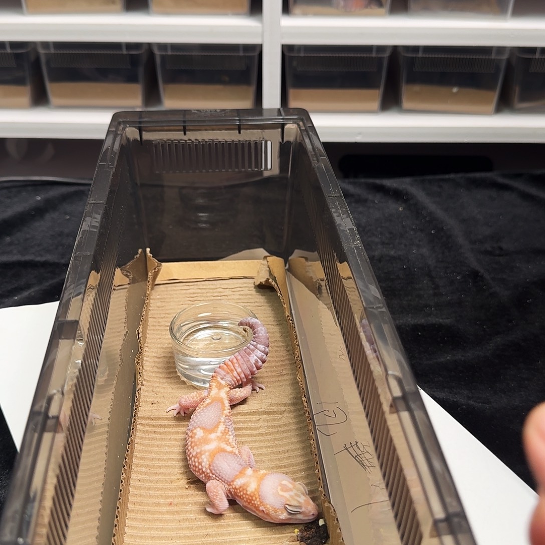 肥尾守宫爱心奶橘，搞起！