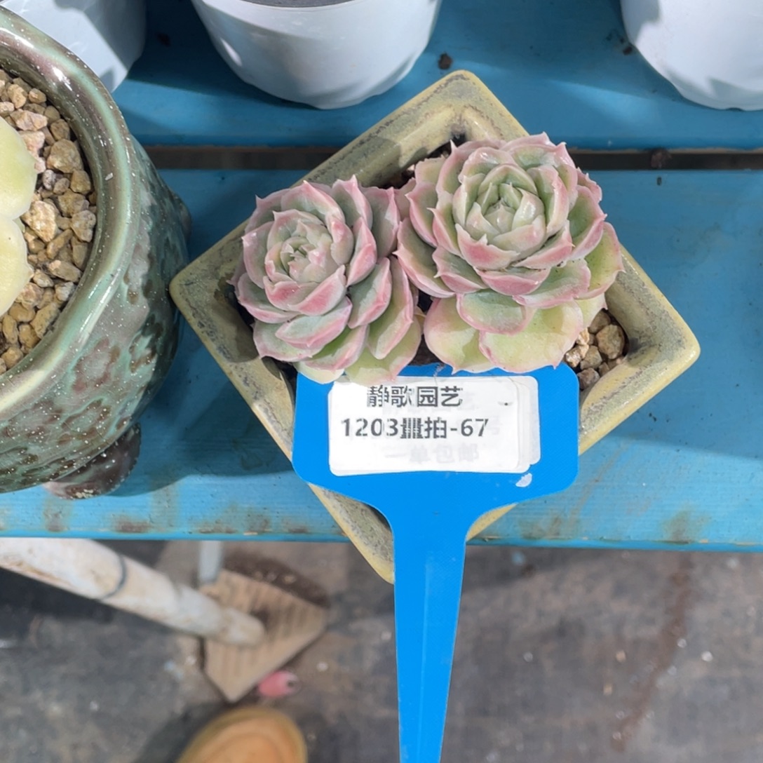 1203-67-水晶虾饺大双头母本一颗