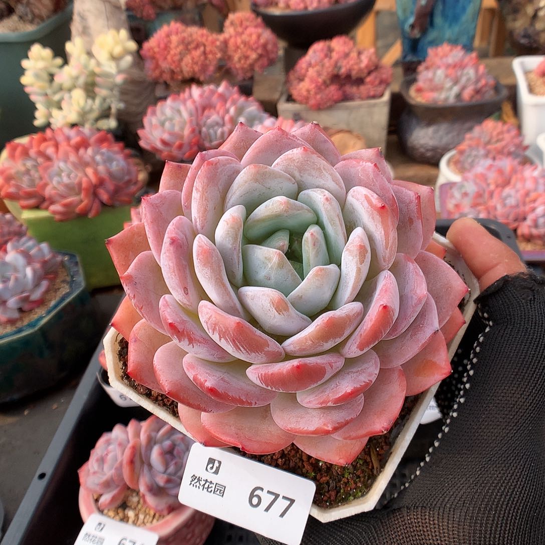 677梦露多肉植物6666