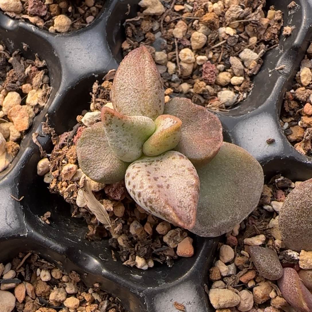 4X小王子多肉植物水泡