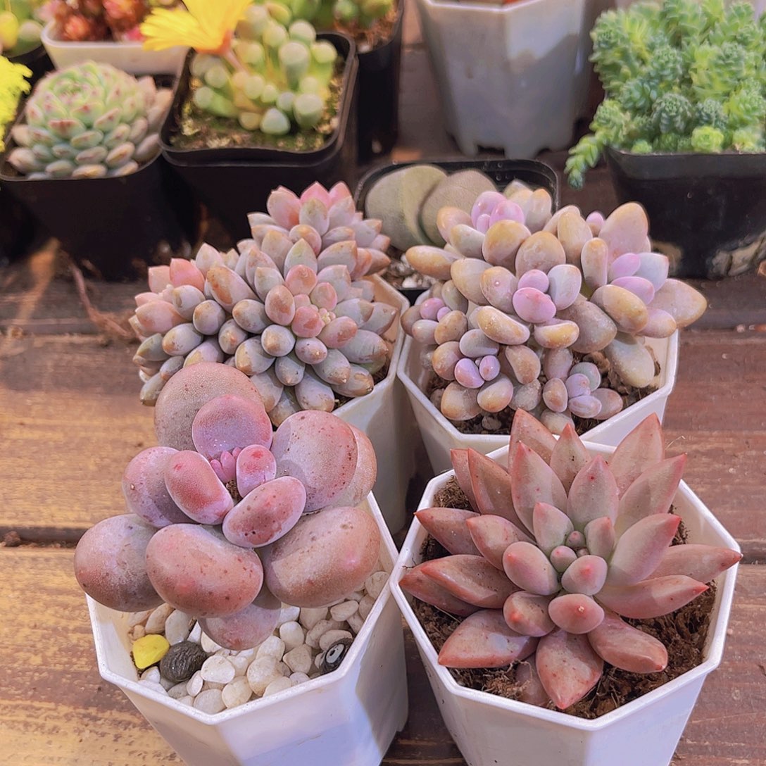 蓝舍香水➕桃蛋➕桃美人➕红蜻蜓