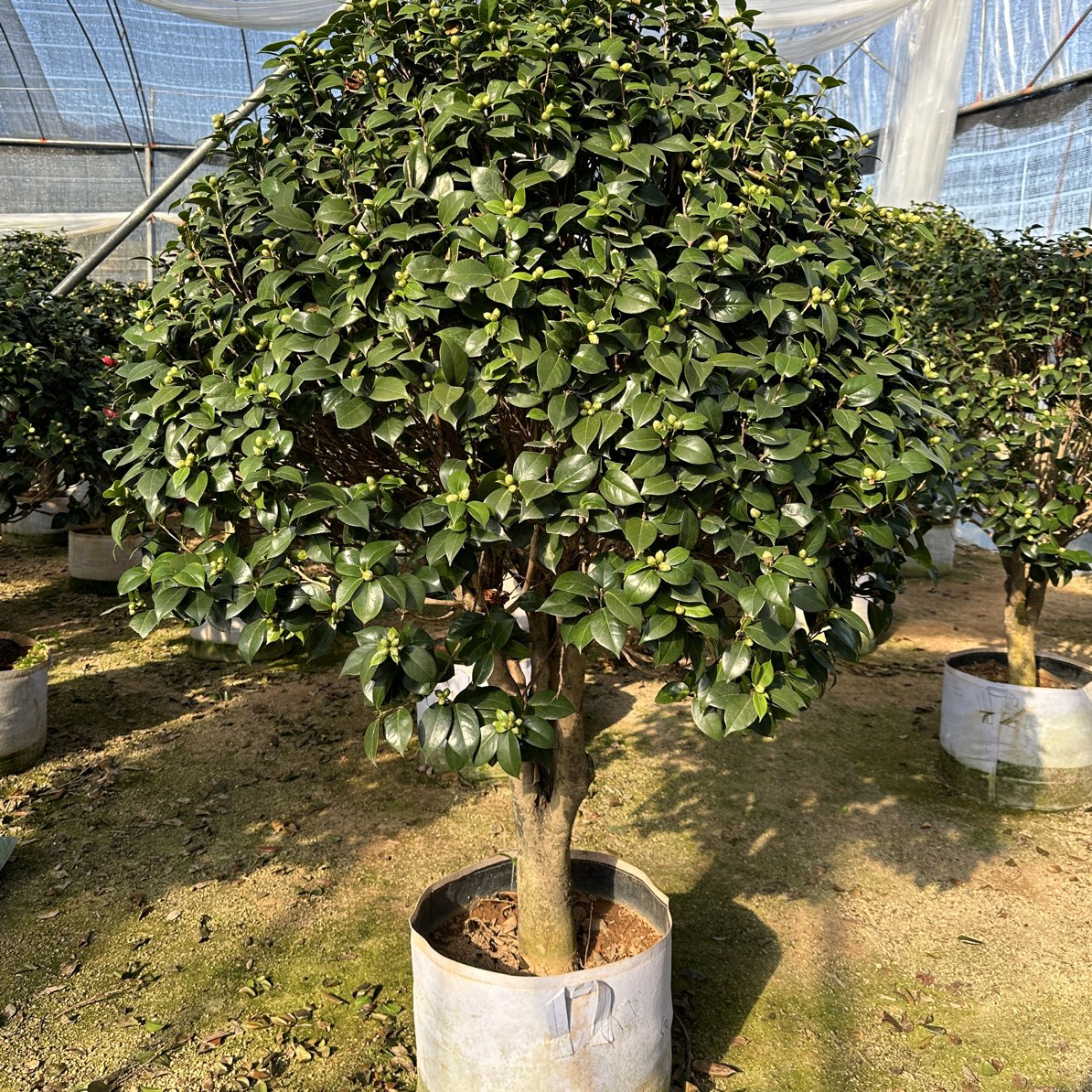 赤丹  香妃 室内外耐寒好养绿植 带花苞  一物一拍【直播间专享】